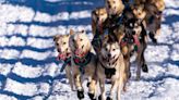 What It Takes to Be an Iditarod Sled Dog