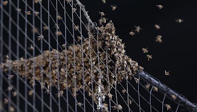 MLB game delayed due to bee invasion as huge hive puts players at risk of stings