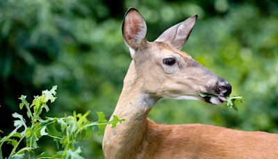 Oh deer! Are animals eating your garden? Fend them off with these simple tips