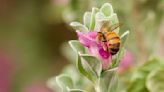 How gardeners can help native bees in Tucson yards