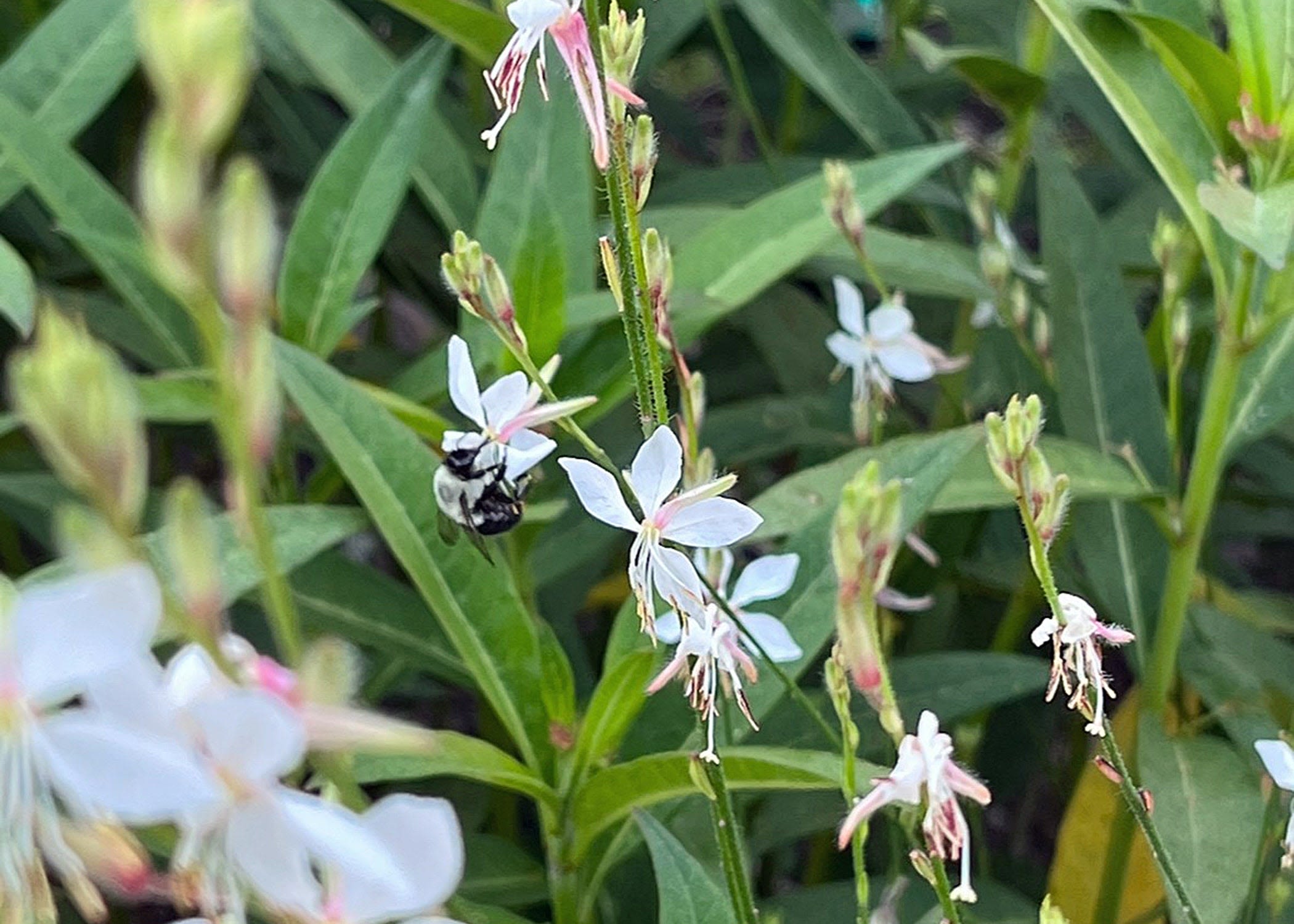 Volunteer plants add surprises to gardens - Picayune Item