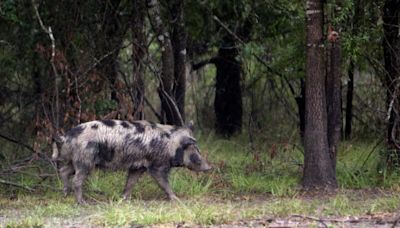 Kanadische "Super-Schweine" werden wahrscheinlich die USA angreifen – und Schäden in Millionenhöhe anrichten