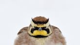 Horned lark named the Wisconsin's 'chonkiest, floofiest bird'