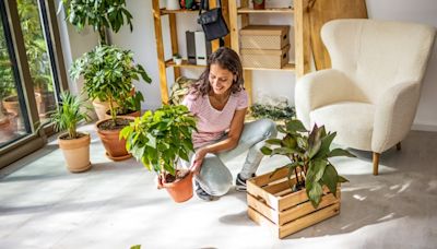 - Natürliche Luftreiniger: Entdecken Sie die Top Zimmerpflanzen für reine Luft daheim