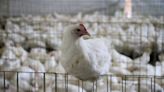 Precio del huevo y pollo se dispara en Campeche tras muerte de gallinas