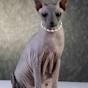 Sphynx Katze