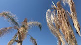 Palm before the storm: why now is the time to trim trees ahead of monsoon season