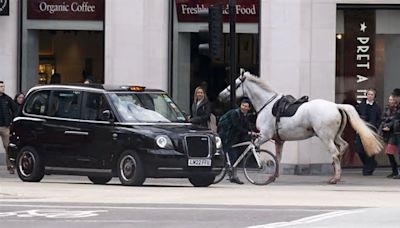 VIDEO: Caballos sueltos en Londres siembran el caos y hieren a 4 personas en pleno centro