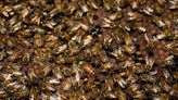 Toddler thought she had monsters in her room; instead, it was 65,000 bees in the wall