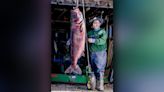 Missouri angler's 97-pound bighead carp breaks world record: ‘You’ve got to be kidding me!’