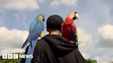 Parrots free-fly around Primrose Hill park delighting onlookers