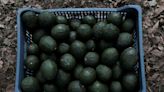 Avocado goldrush links US companies with Mexico's deforestation disaster