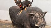 Inseparable Dog And Pig Pals 'Timon And Pumbaa' Start New Life Together