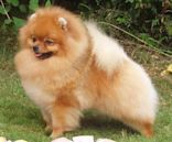 Pomeranian dog