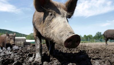 ‘Feral Swine Bomb’ Explained: Why Wild Hogs In 35 States Have Scientists Worried
