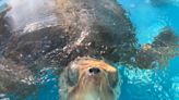 Juno Beach's Loggerhead Marinelife Center voted best free attraction in the country