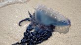 Portuguese man-of-wars found in Chatham and Yarmouth: What you should know