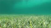 地表最大植物 澳海底水草生長4500年、面積約200平方公里