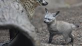 Bat-eared fox kit born at Zoo Knoxville beginning to venture out of the den