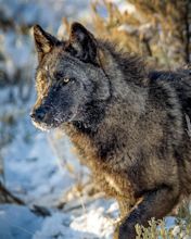 Young wolf on the prowl in Yellowstone National Park. Probably the most ...