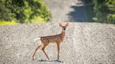 US awards $110 million to reduce wildlife car collisions