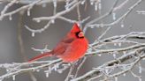 A few things to know about the cardinals you see in your yard