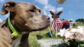 Roxy, la heroína canina que salvó a un veterano del trastorno de estrés postraumático