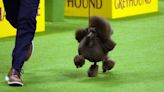 Who won Best in Show at 2024 Westminster Dog Show? Meet Sage, the miniature poodle who captured the prize | Sporting News