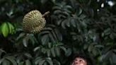 Heatwave hammers Thailand's stinky but lucrative durian farms