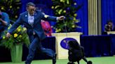 Miniature poodle Sage fetches top prize at Westminster Kennel Club Dog Show