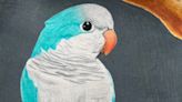 Newcomerstown art contest focused on Schmuey, a blue Quaker parrot