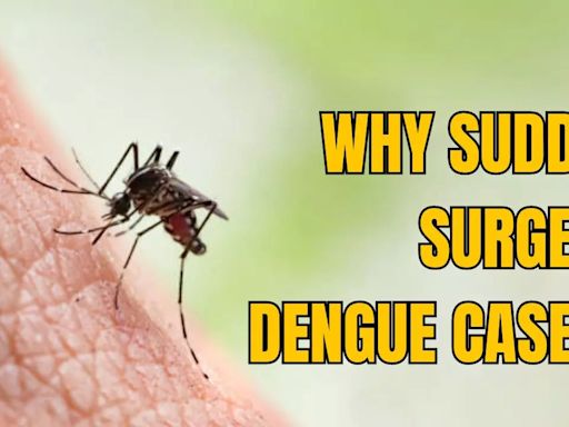 Bengaluru Sees 3rd Dengue Death; Why Is There A Sudden Surge in Cases?