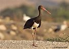 BLACK STORK & RAPTOR IMPRESSIONS: Black Stork migration - Israel Autumn ...