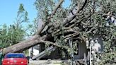 Rogers hires arborist to assess damaged and hazardous trees in wake of Memorial Day weekend storms | Northwest Arkansas Democrat-Gazette