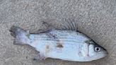 Watch: Fish ‘fell out of the sky’ into FOX 8 parking lot