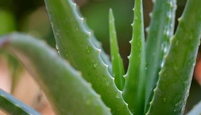 Salud: Así puedes tomar aloe vera para cuidar el aparato circulatorio