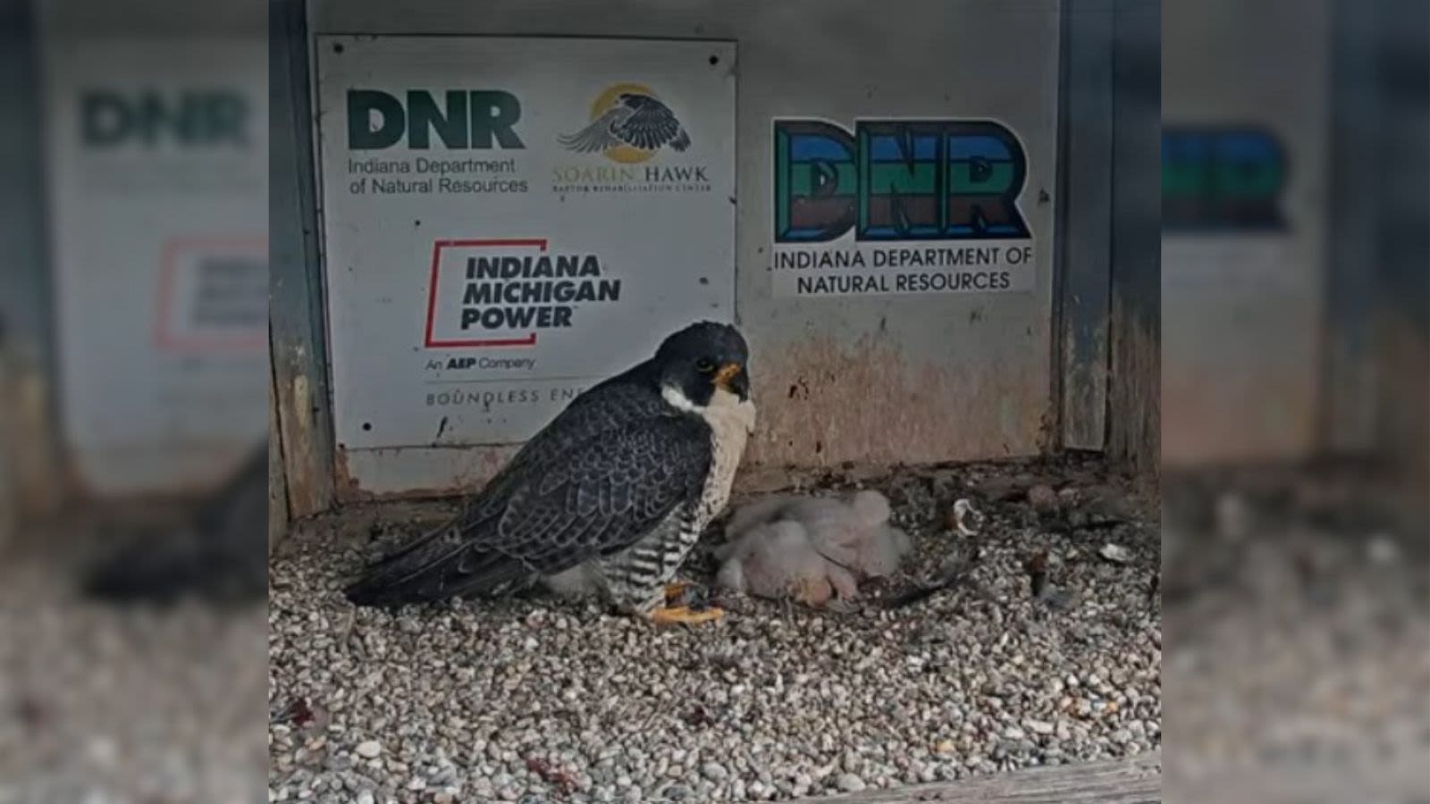 Indiana Michigan Power need help naming falcon chicks on tallest building in Fort Wayne