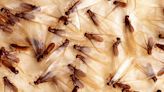 It’s termite season in NC. How to keep those wood-eating pests out of your home