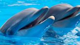 Male Dolphins Play 'Wingmen' To Help Buddies Hook Up, Researchers Discover