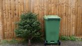 What can you do with your real Christmas tree after the festive season?