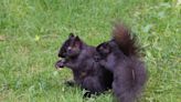 Black Squirrel Mama 'Folds Up' Baby To Take Him With Her and It's Too Adorable