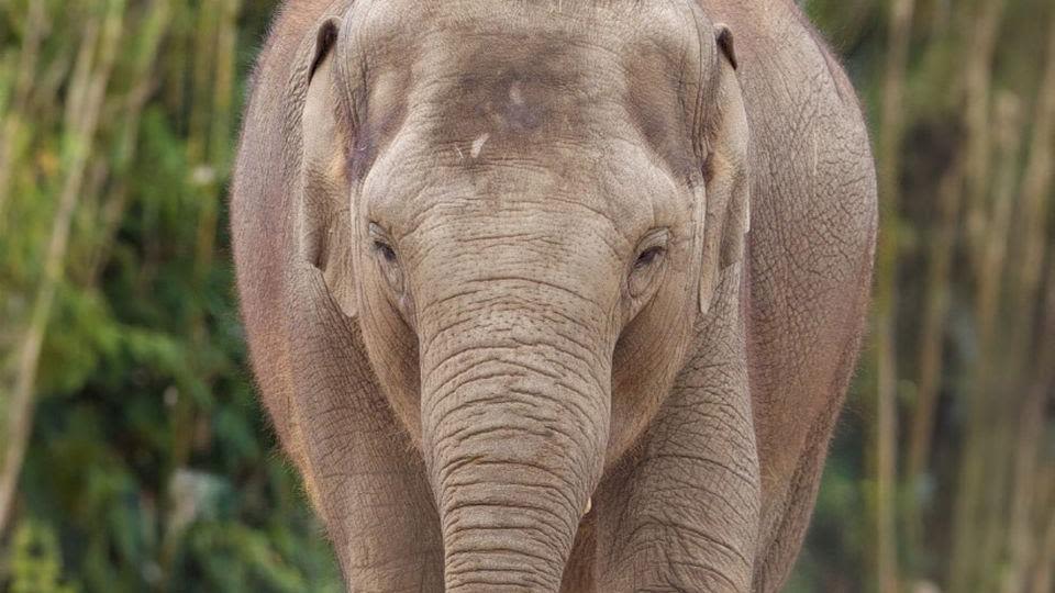 Second elephant dies from virus at Dublin Zoo