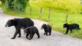 'Garbage kills bears' | Steps to stay safe as bears come out of hibernation in the Great Smoky Mountains