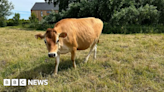 Man apologises for riding pregnant Jersey cow