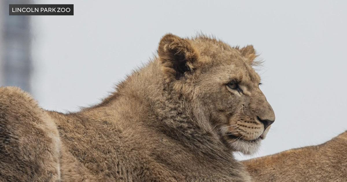 Lion has died in Chicago's Lincoln Park Zoo