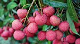 Warm winter pushes down this year's litchi output, leading to a price hike