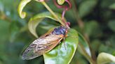 Use these tips to protect young plants, trees from Brood 19 cicadas