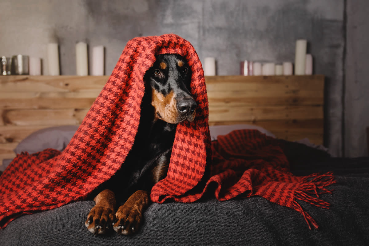 Doberman Who Sleeps in Blankets Hilariously Struggles to Get Out of Them in the Morning