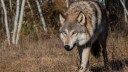 Minnesota Congressman Posts Viral Video of Wolf Killing Deer at Logging Site. Calls for Delisting