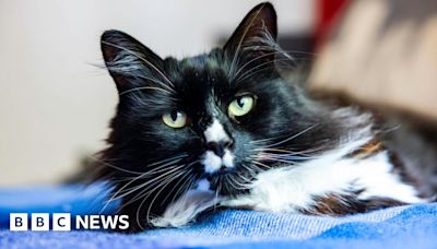 Cat of the Year: London safe house pet Marley wins national award